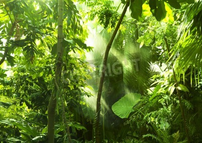 Fototapete Grüne wilde Pflanzen aus dem Dschungel