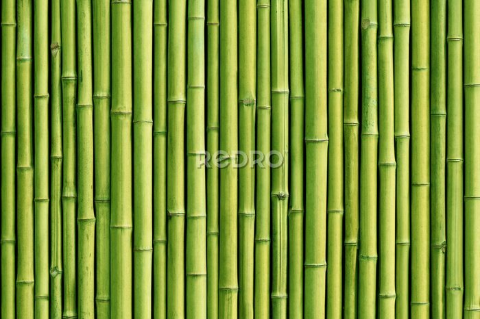Fototapete Grünen Bambuszaun Hintergrund
