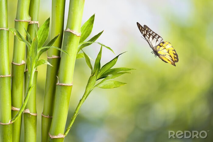 Fototapete Grüner Bambus und Schmetterling