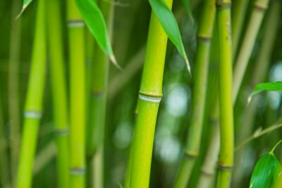 Grüner Bambushain