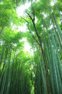 Grüner Bambuswald