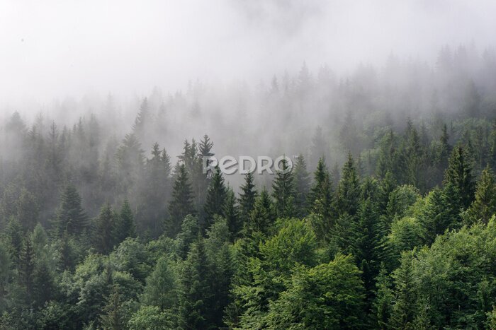 Fototapete Grüner Bergfichtenwald im Morgennebel
