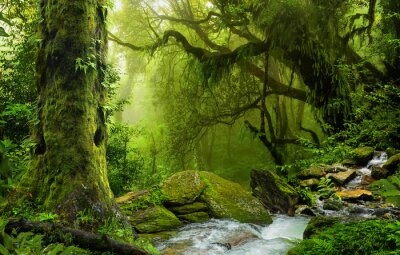 Fototapete Grüner Dschungel und Bach