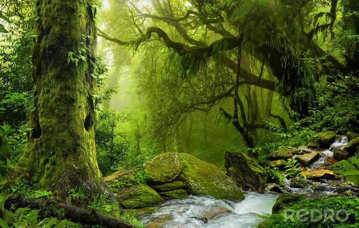 Fototapete Grüner Dschungel und Bach