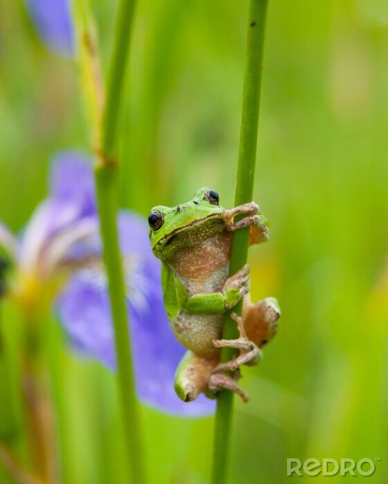 Fototapete Grüner Frosch hält sich am Gras fest