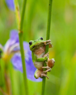Fototapete Grüner Frosch hält sich am Gras fest