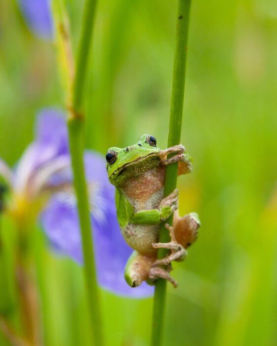 Fototapete Grüner Frosch hält sich am Gras fest