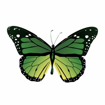 Fototapete Grüner grafischer Schmetterling
