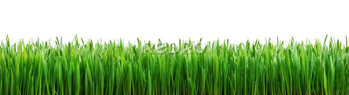 Fototapete Grüner Grasstreifen auf weißem Hintergrund