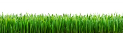 Fototapete Grüner Grasstreifen auf weißem Hintergrund