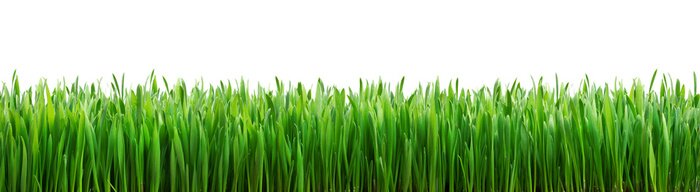 Fototapete Grüner Grasstreifen auf weißem Hintergrund