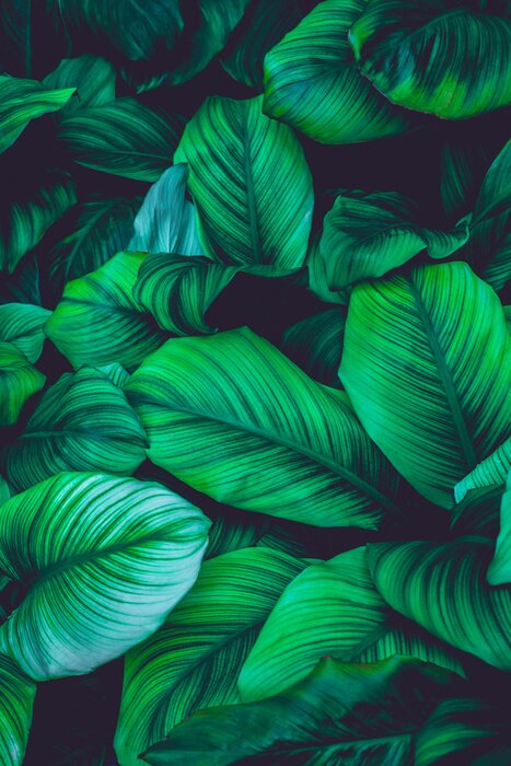 Fototapete Grüner Hintergrund Pflanzen