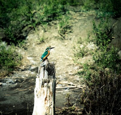 Fototapete Grüner Kolibri auf einem Baum