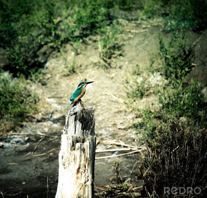 Fototapete Grüner Kolibri auf einem Baum