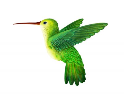 Fototapete Grüner Kolibri auf hellem Hintergrund