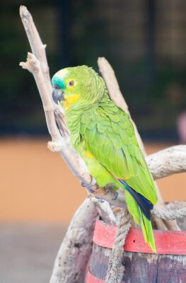 Fototapete Grüner Papagei auf einem Zweig