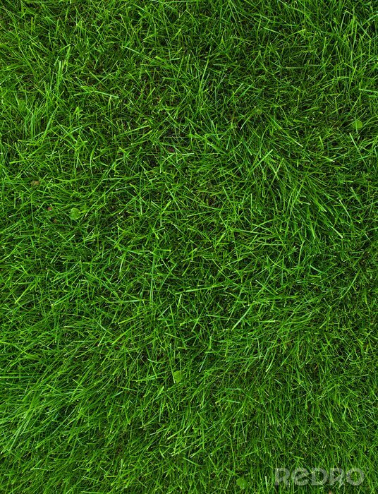 Fototapete Grüner Rasen des Stadions