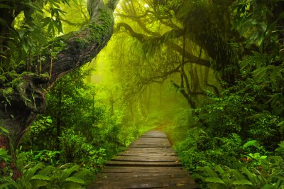 Grüner regenwald