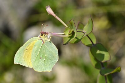 Fototapete Grüner Schmetterling auf Pflanzen