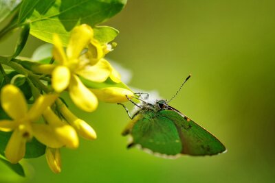 Fototapete Grüner Schmetterling mit gelben Blüten