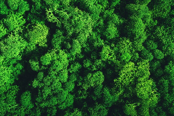 Fototapete Grüner vertikaler Garten