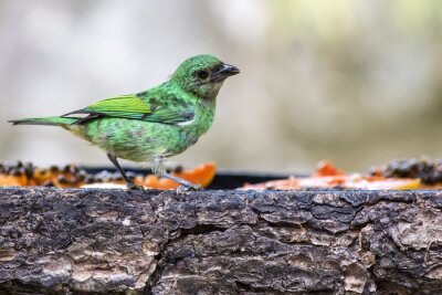 Fototapete Grüner Vogel auf Holz