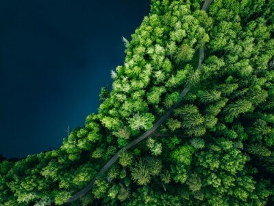 Fototapete Grüner Wald am See aus der Vogelperspektive