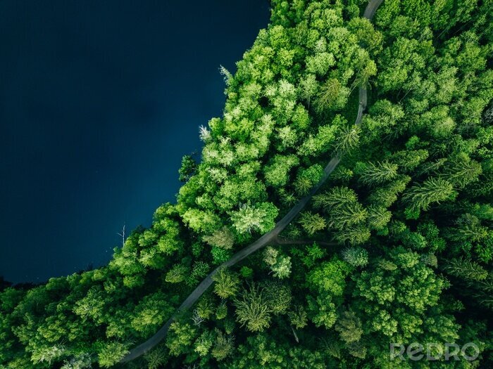 Fototapete Grüner Wald am See aus der Vogelperspektive