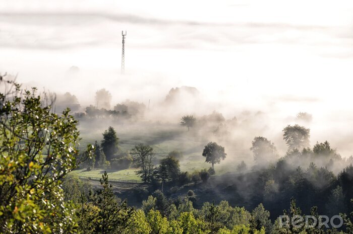 Fototapete Grüner wald im morgennebel