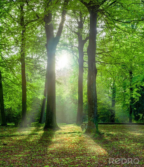 Fototapete Grüner Wald im Sommer mit Gegenlicht