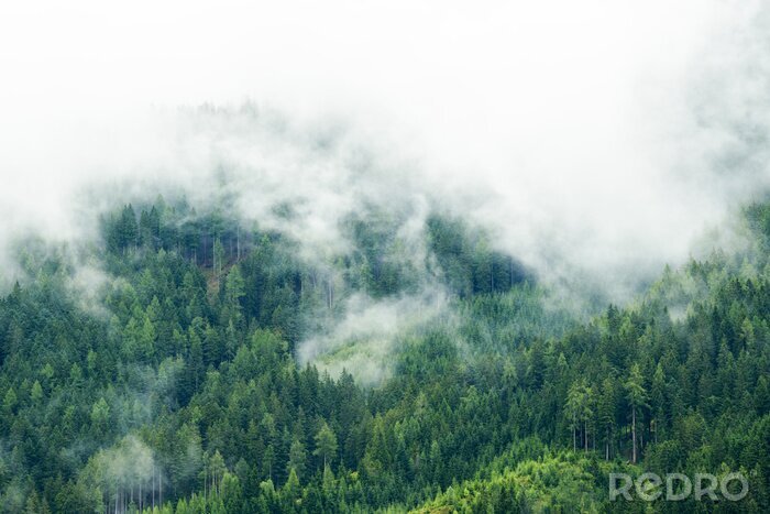 Fototapete Grüner wald inmitten von dichtem nebel