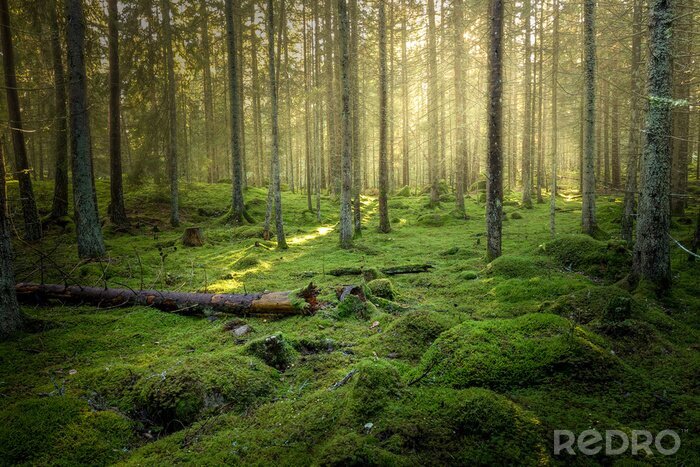 Fototapete Grüner Wald und Moos