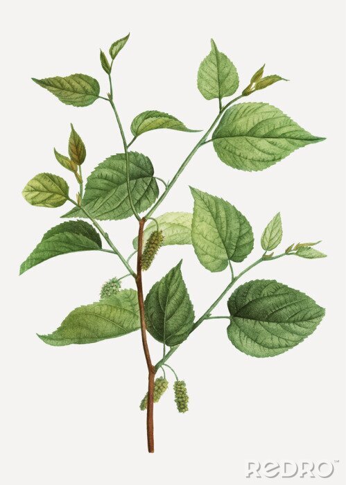 Fototapete Grüner Zweig und Blätter