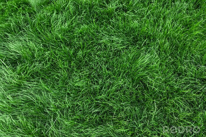 Fototapete Grünes gemähtes Gras