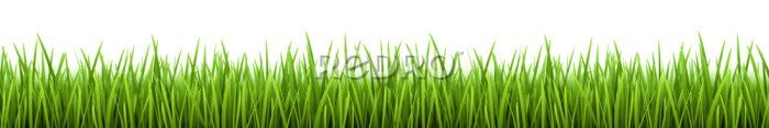 Fototapete Grünes Gras auf weißem Hintergrund