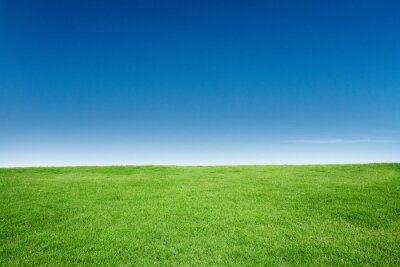 Fototapete Grünes Gras und Himmel im Hintergrund