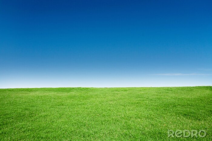 Fototapete Grünes Gras und Himmel im Hintergrund