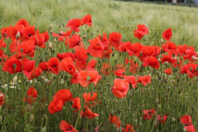 Fototapete Grünes Gras und Mohnblumen
