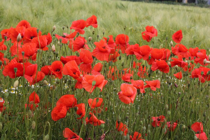 Fototapete Grünes Gras und Mohnblumen
