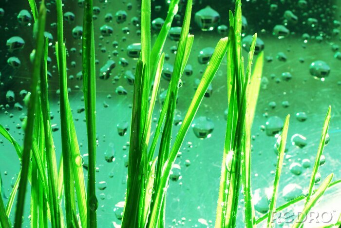 Fototapete Grünes Gras vor dem Hintergrund des Wassers