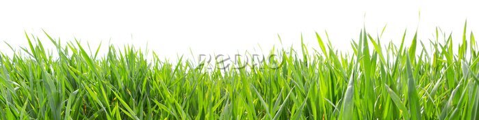 Fototapete Grünes Gras vor weißem Hintergrund