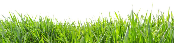 Fototapete Grünes Gras vor weißem Hintergrund