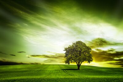 Fototapete Grünes Motiv mit Baum