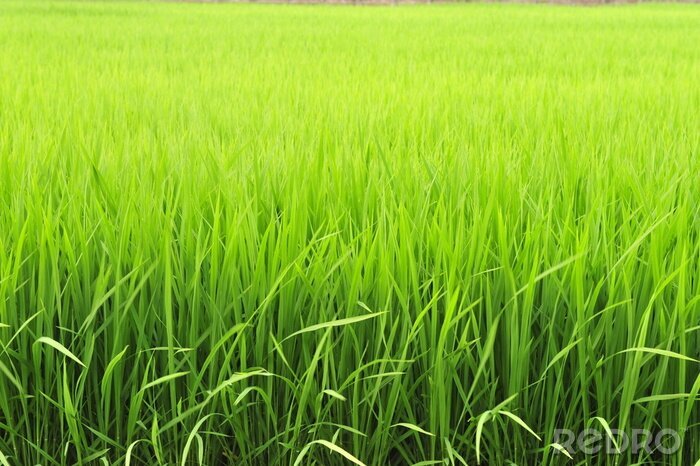 Fototapete Grünes Reisfeld und Natur