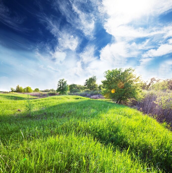 Fototapete Grünes Sommerfeld