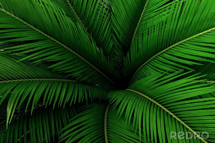 Fototapete Grünes tropisches Blatt