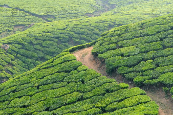 Fototapete Grünflächen in Asien