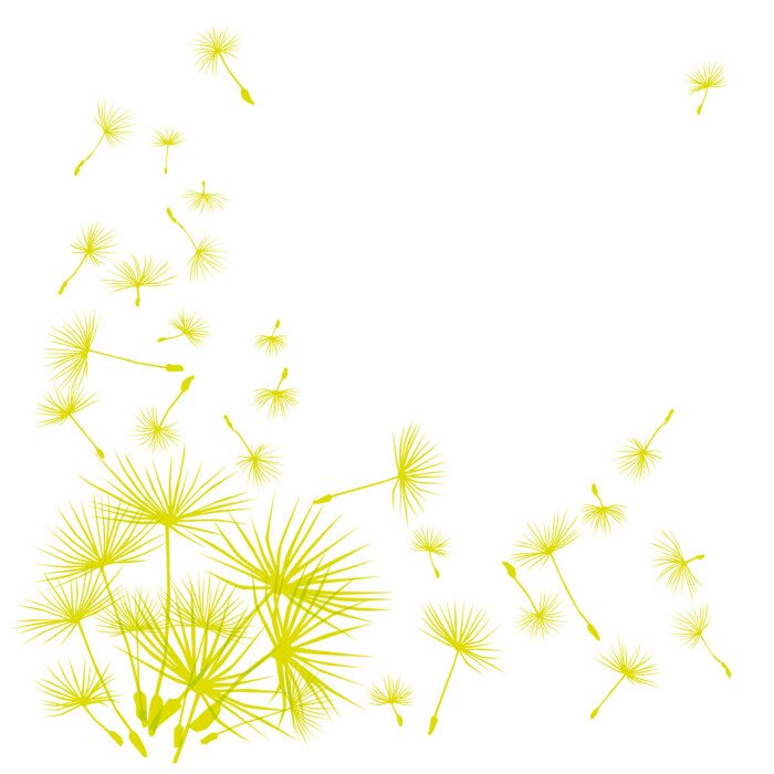 Fototapete Grünliche Samen der Pusteblume