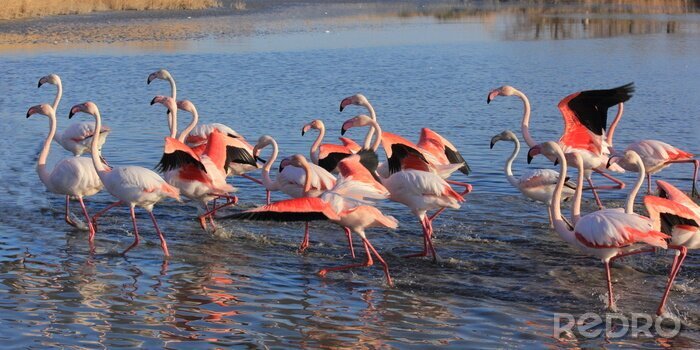 Fototapete Gruppe rosa Flamingos im Wasser