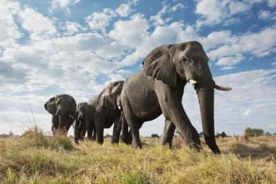 Fototapete Gruppe von Elefanten am Himmel